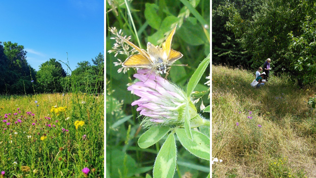 Wildflowers, wildlife and surveying at Stave Hill Ecological Park