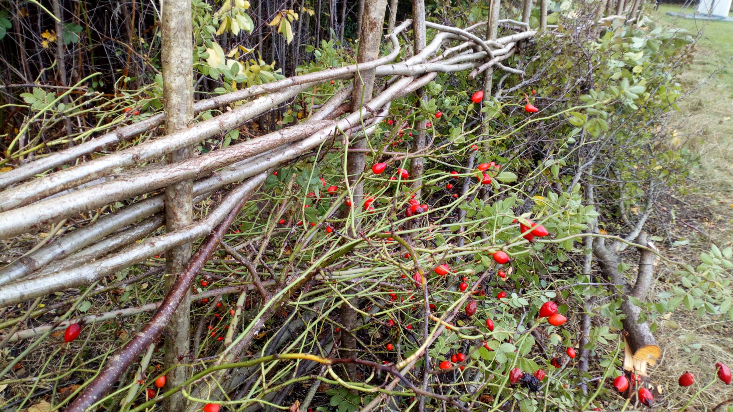 hedge laying in richmond london