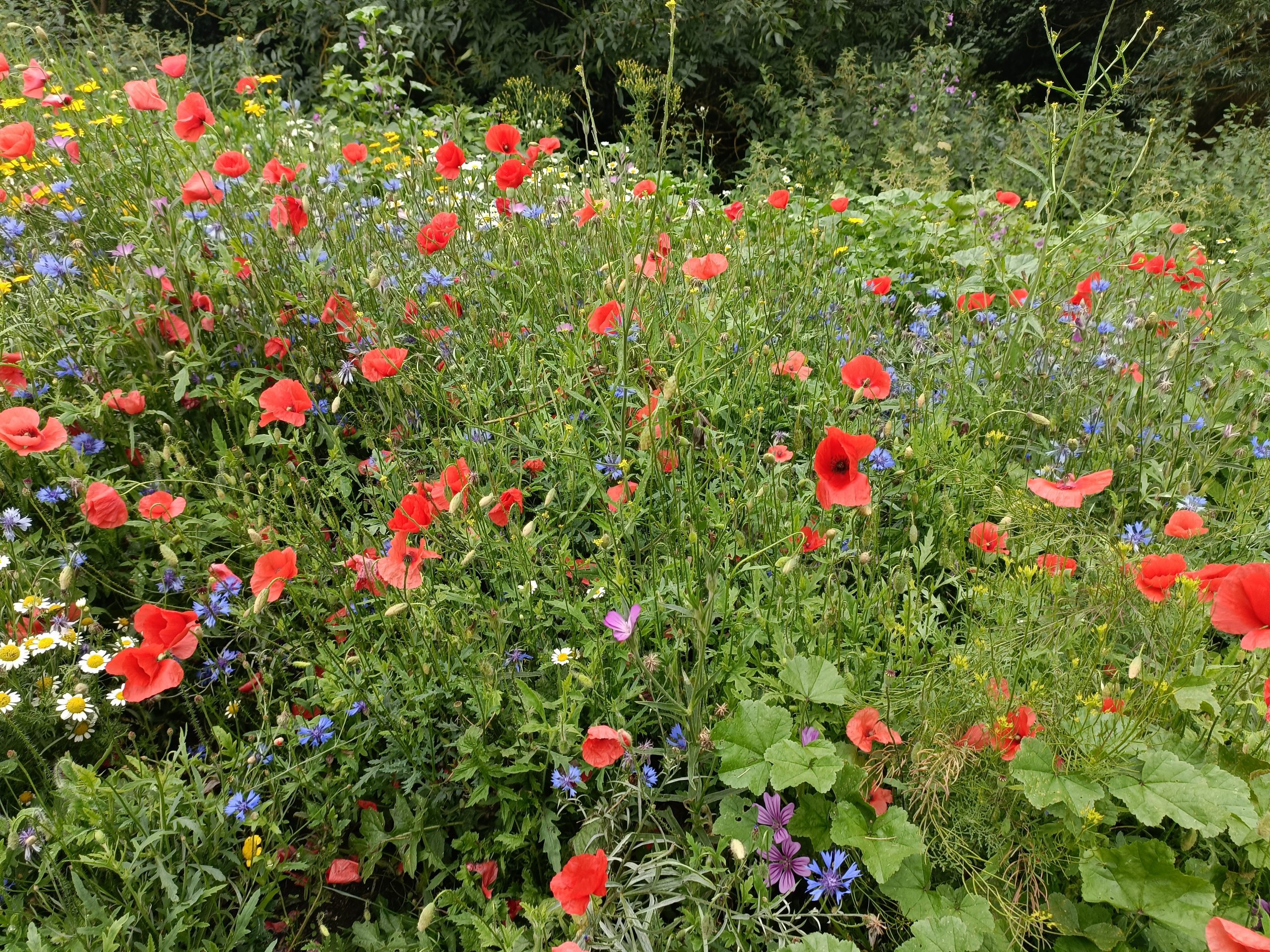 Wildflowers at Castle Hills in Bungay