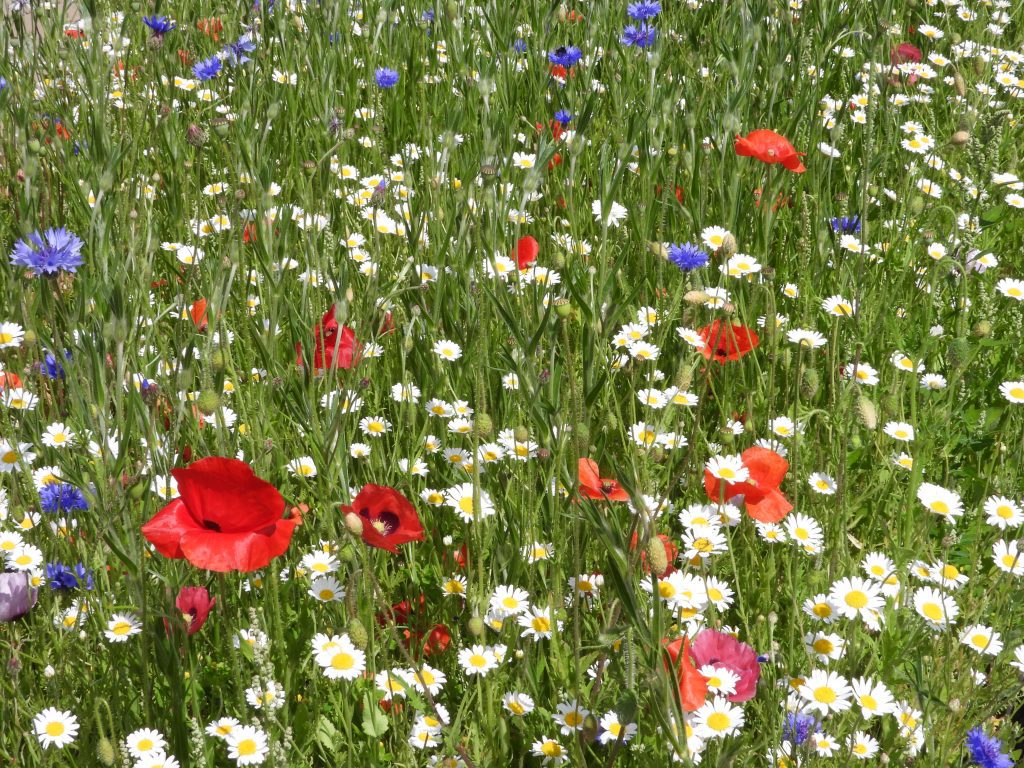 Birmingham Seed Library Wildflower Meadow