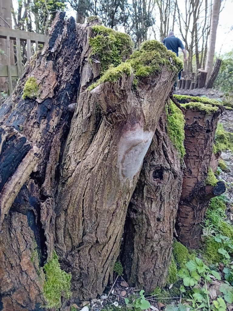 Phellinus Punctatus