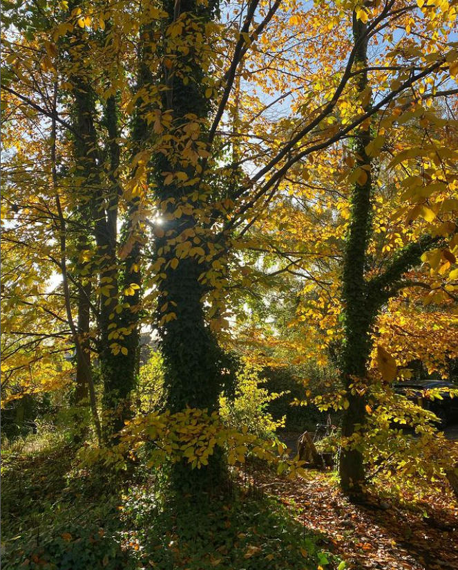 Leafy woods