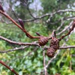 Alder cones