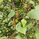 birch seeds
