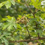 field maple seeds