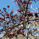 Hawthorn tree with berries