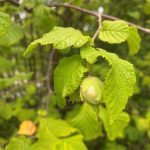 Hazelnut on tree