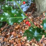 Holly berries