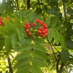 Rowan berries