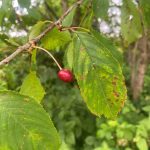 wild cherry