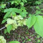 wych elm seeds