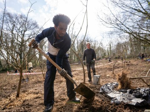 NI Cultra Tree planting