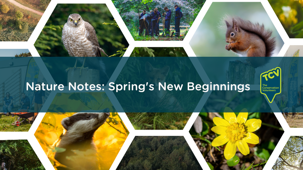 Nature Notes: Spring’s New Beginnings
