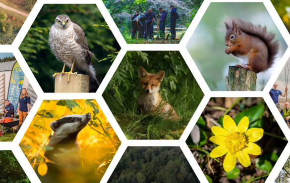 Hex collage of UK animals
