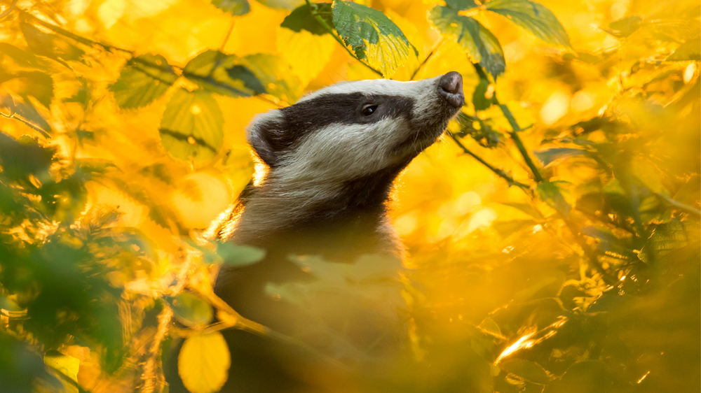 Badger (Meles meles)