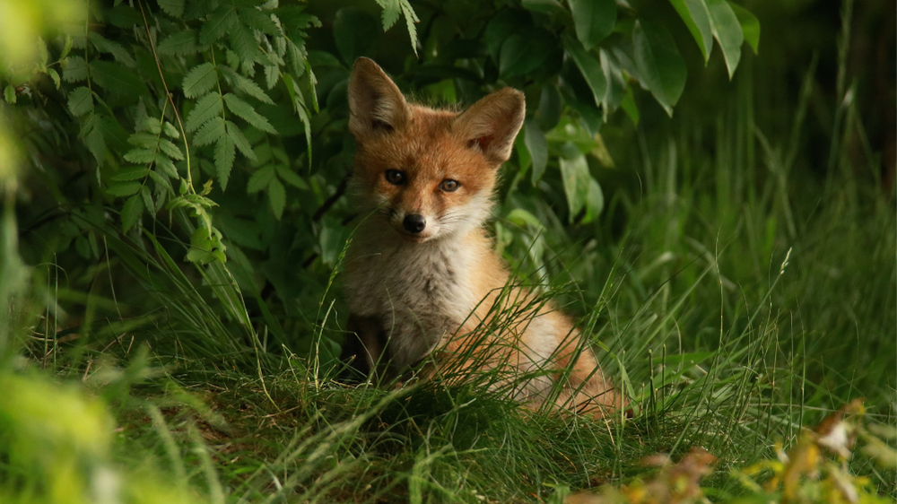 Fox (Vulpes vulpes)