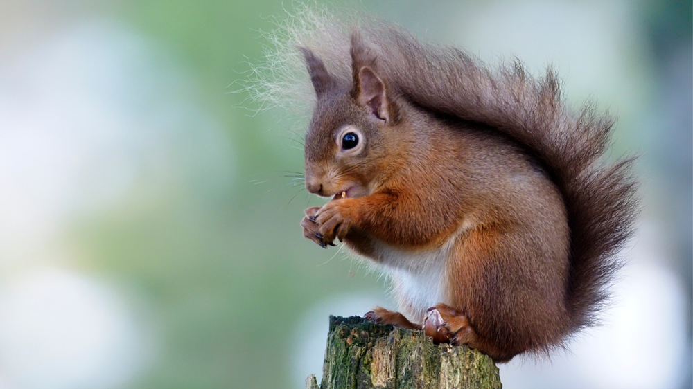 Red Squirrel (Sciurus vulgaris)
