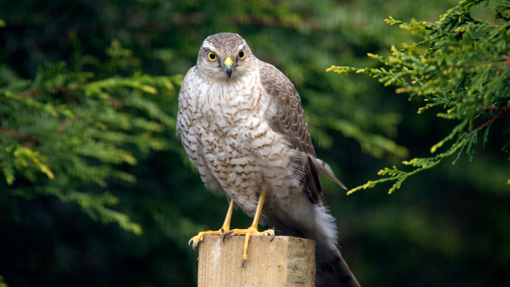 Sparrowhawk (Accipiter nisus)