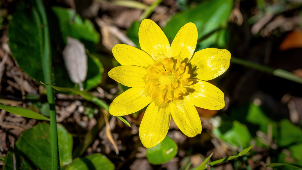 Lesser Celandine (Ranunculus ficaria)