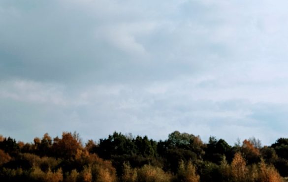 Autumn trees and a cloudy sky
