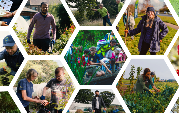 TCV volunteering collage - citizen science