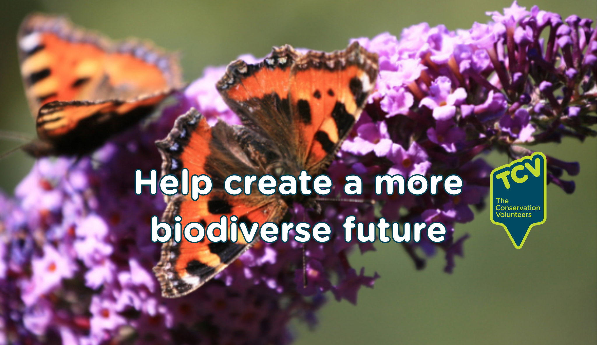 Copy of Fundraising LP - Help create a biodiverse future Butterfly biodiverse future header image