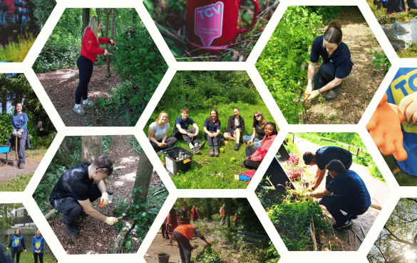 Siemens Mobility Limited collage: Helping Nature Thrive Through Corporate Volunteering with TCV