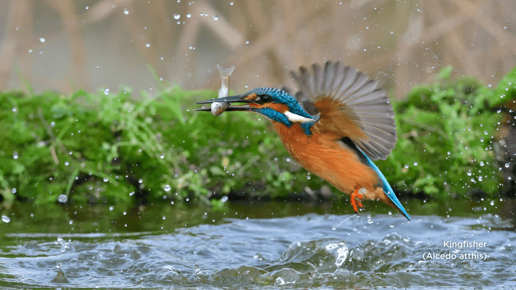 Kingfisher (Alcedo atthis)