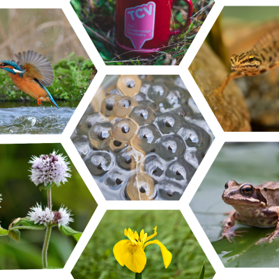 Pond biodiversity collage