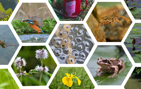 Pond biodiversity collage