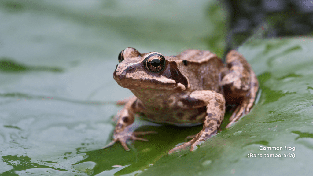 Common frog
(Rana temporaria)