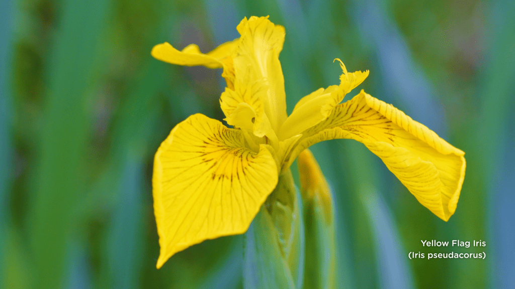 Yellow Flag Iris (Iris pseudacorus)