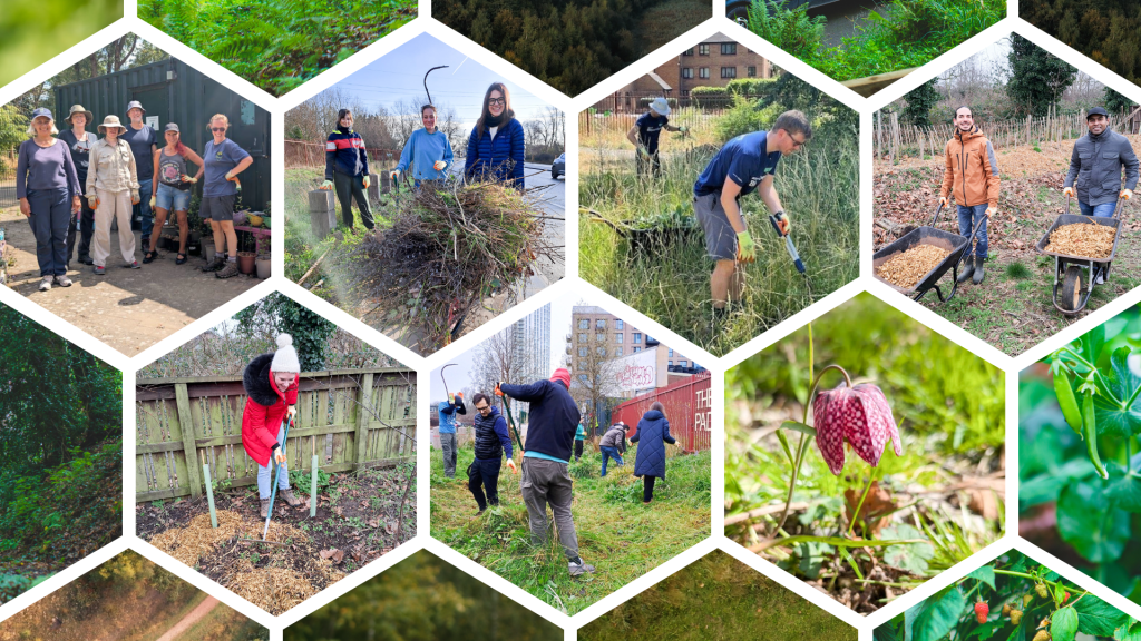 TCV and Bloomberg volunteering and nature collage