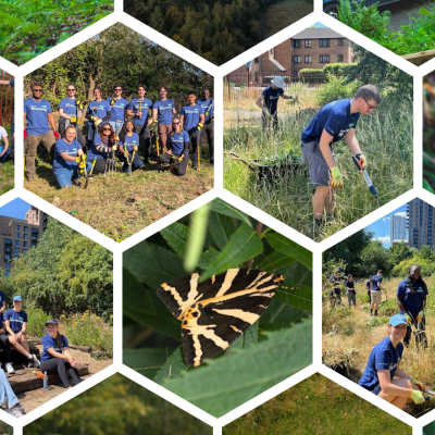 TCV and Bloomberg volunteering and nature collage