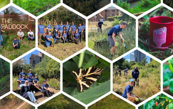 TCV and Bloomberg volunteering and nature collage