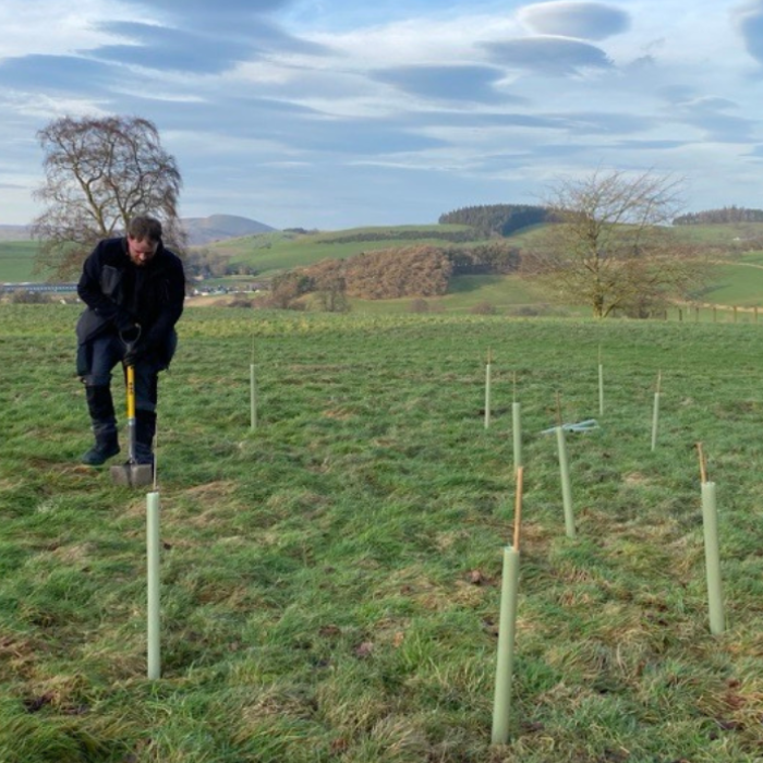 In memory trees planted