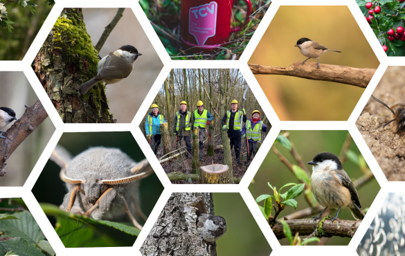 2025 TCV Blog - Wet Willow Wildlife collage