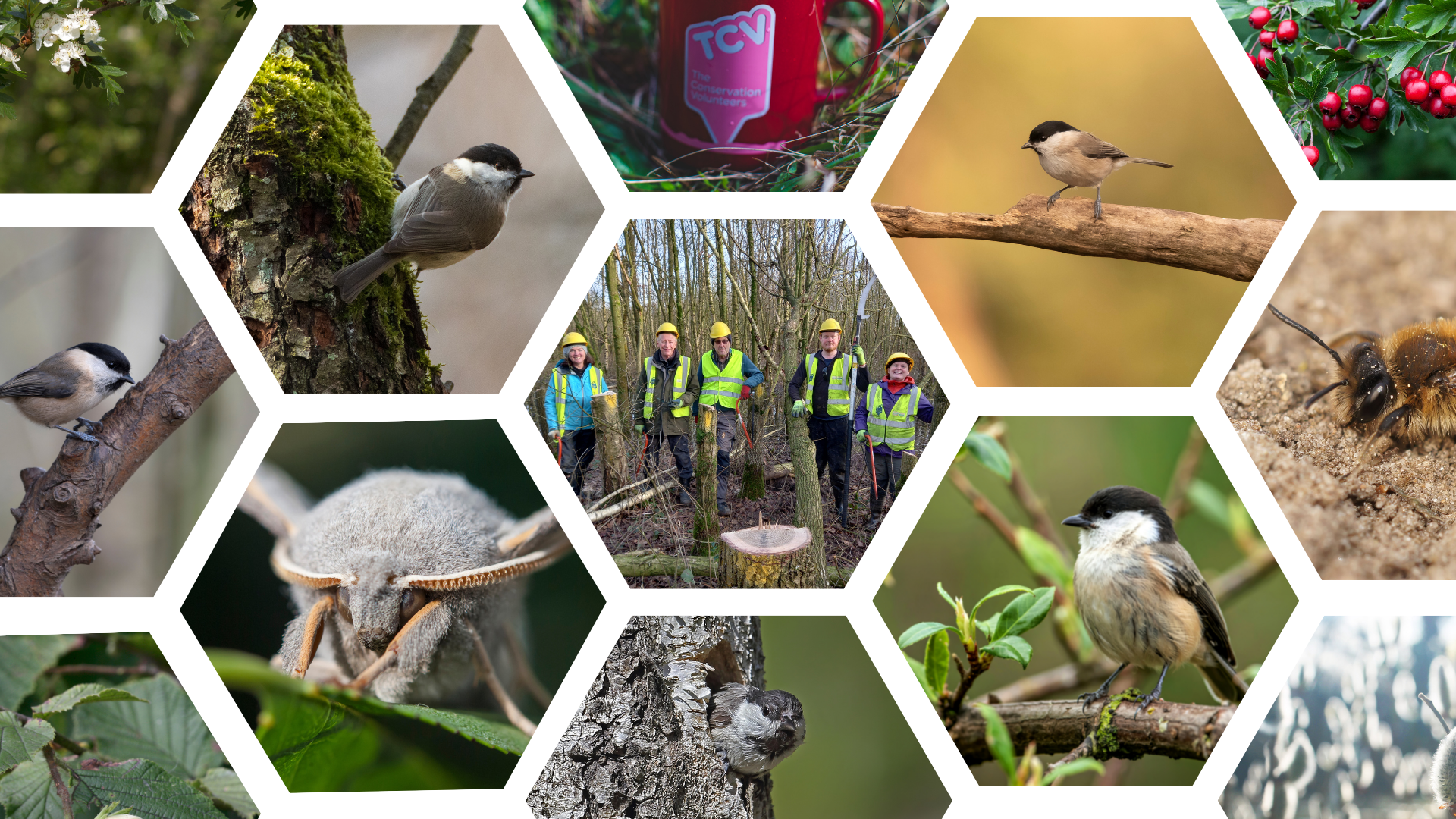 2025 TCV Blog - Wet Willow Wildlife collage