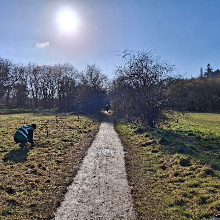 In memory tree planting day