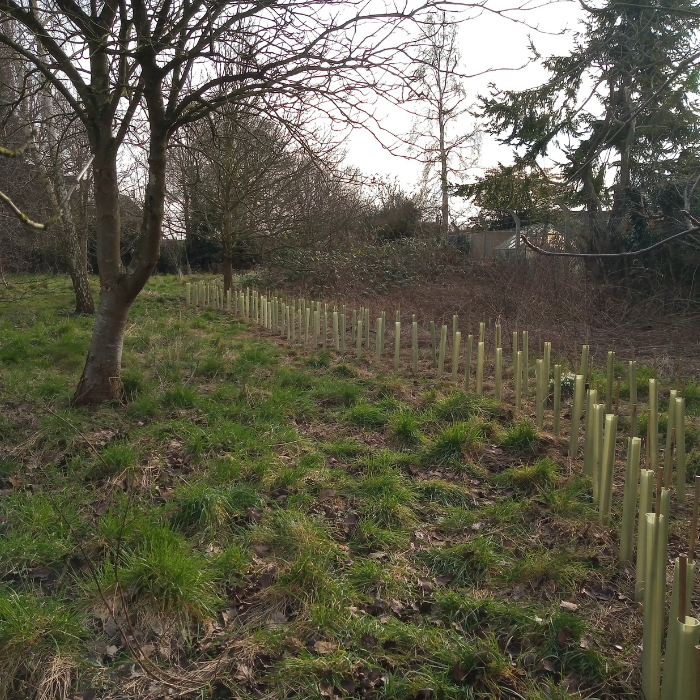 In Memory trees planted