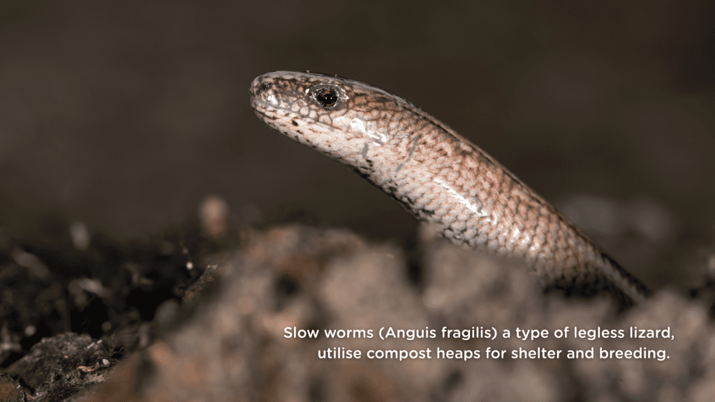 Slow worms (Anguis fragilis) a type of legless lizard, utilise compost heaps for shelter and breeding.
