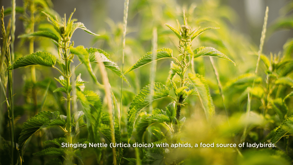 Stinging Nettle (Urtica dioica) with aphids, a food source of ladybirds.