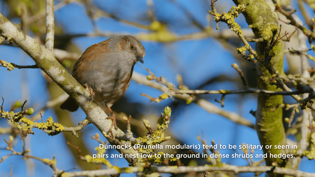 Dunnocks (Prunella modularis) tend to be solitary or seen in pairs and nest low to the ground in dense shrubs and hedges.
