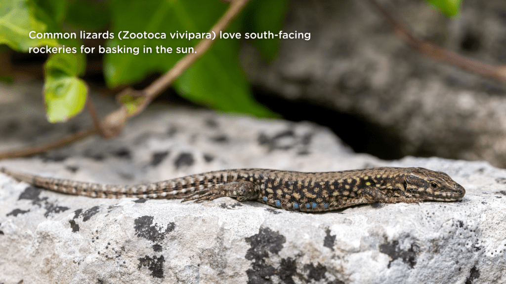 Common lizards (Zootoca vivipara) love south-facing rockeries for basking in the sun.