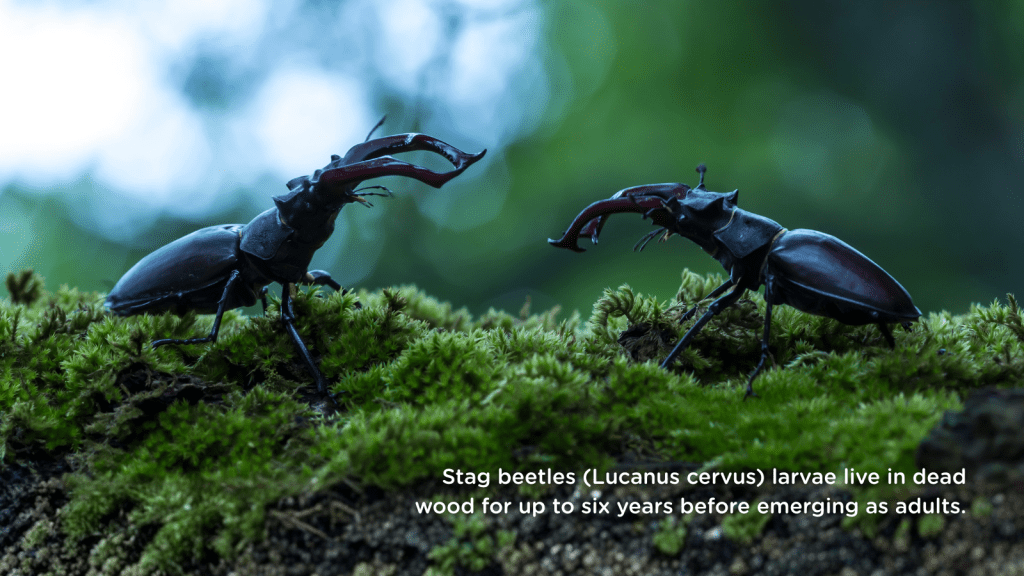 Stag beetles (Lucanus cervus) larvae live in dead wood for up to six years before emerging as adults.