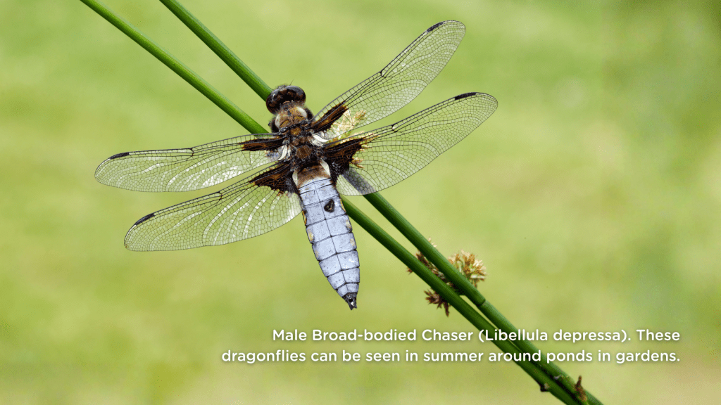 Male Broad-bodied Chaser (Libellula depressa). These dragonflies can be seen in summer around ponds in gardens.