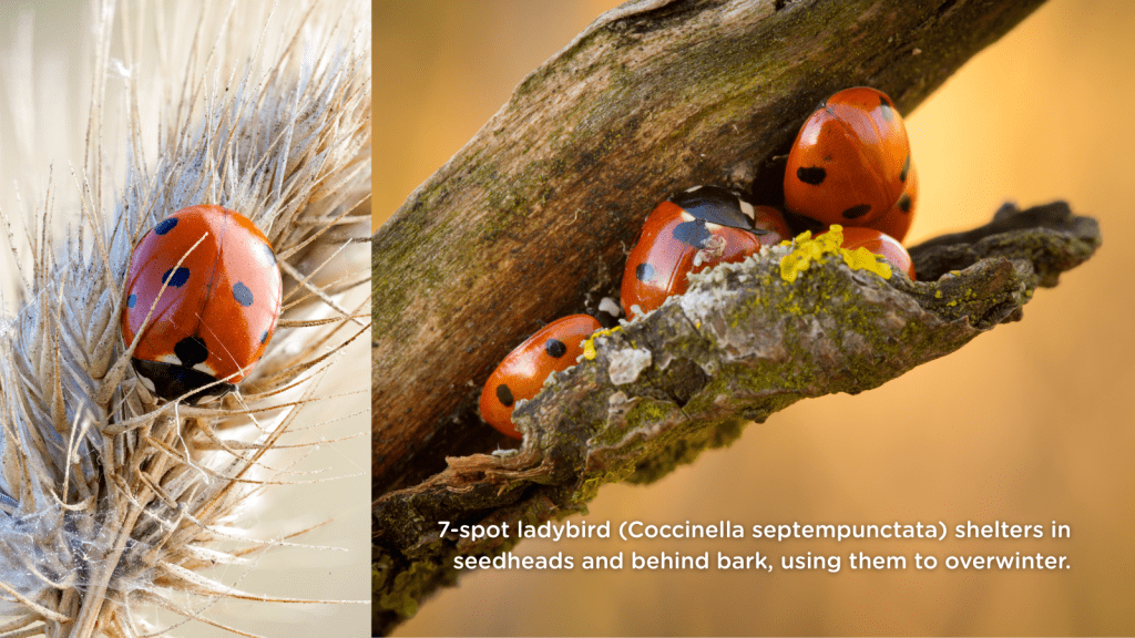7-spot ladybird (Coccinella septempunctata) shelters in seedheads and behind bark, using them to overwinter.