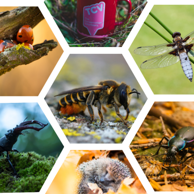 Hexagon collage of various UK wildlife species