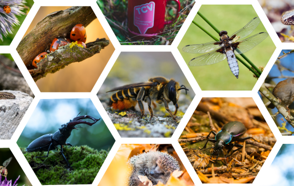 Hexagon collage of various UK wildlife species