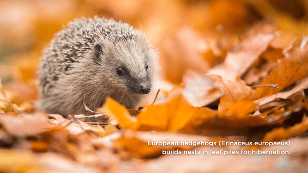 European hedgehogs (Erinaceus europaeus) builds nests in leaf piles for hibernation.